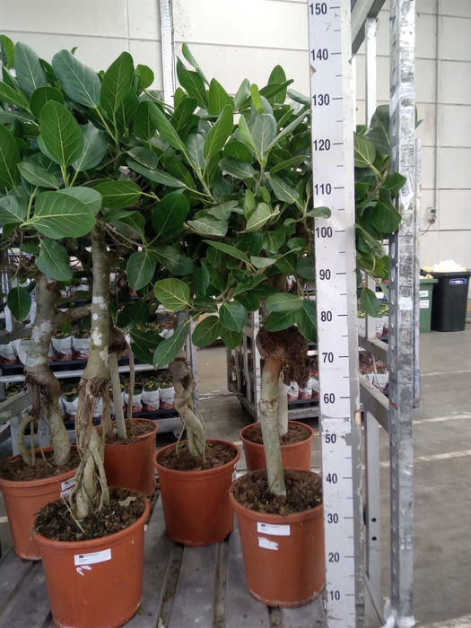 <h4>Ficus benghalensis 'Audrey'</h4>