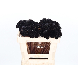 Cosmos Black Beauty