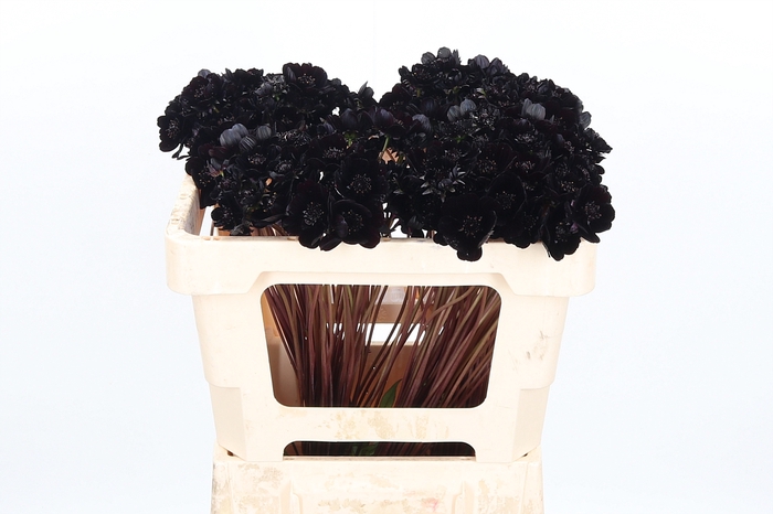 <h4>Cosmos Black Beauty</h4>