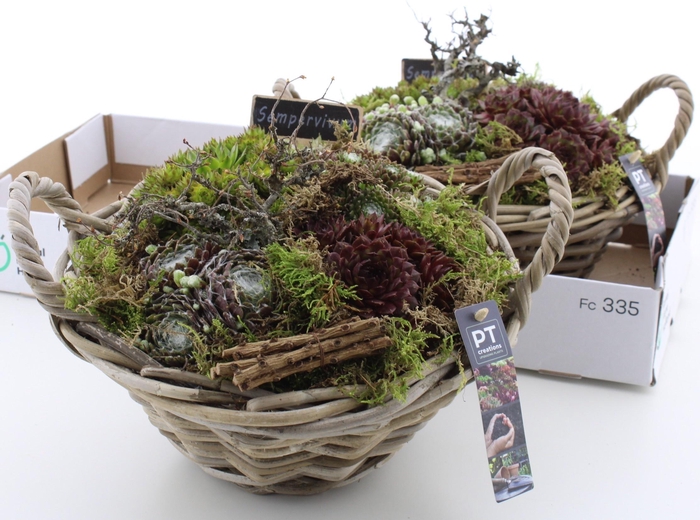 <h4>ARR SEMPERVIVUM</h4>