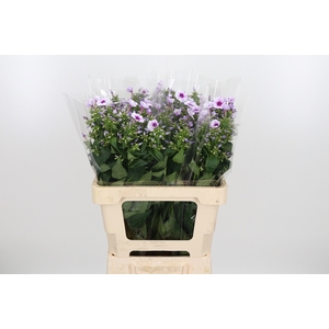 Phlox P Isabella