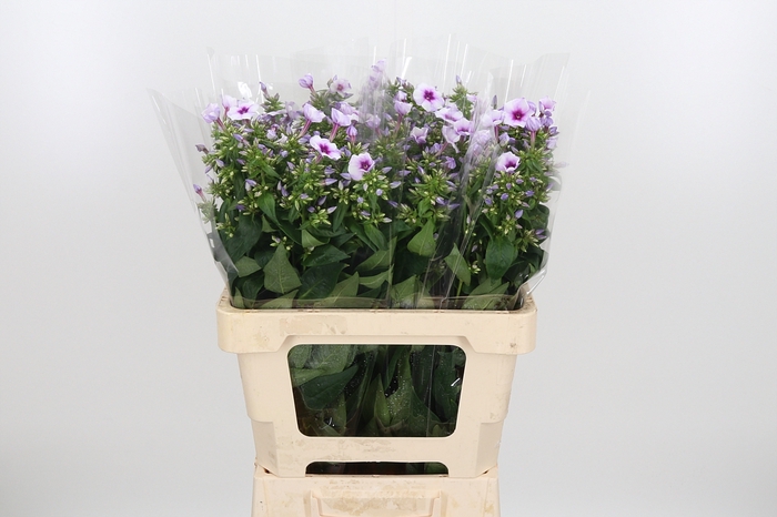 <h4>Phlox P Isabella</h4>