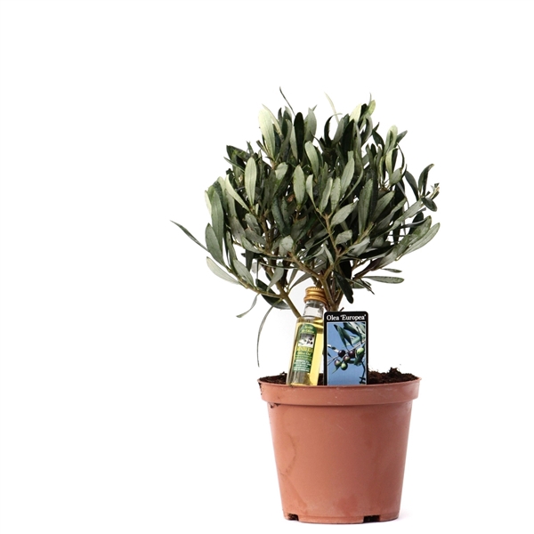 <h4>Olea Olijf met Flesje</h4>