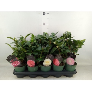 Camellia japonica