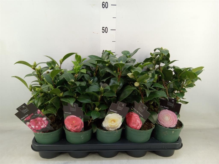 <h4>Camellia japonica</h4>
