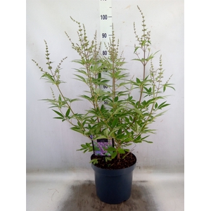 Vitex agnus-castus