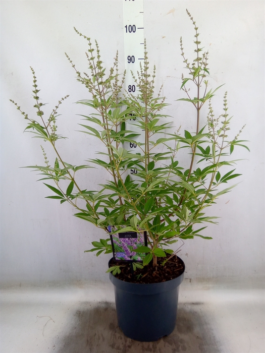 <h4>Vitex agnus-castus</h4>