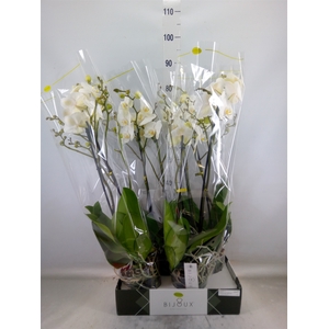 Phalaenopsis   ...white