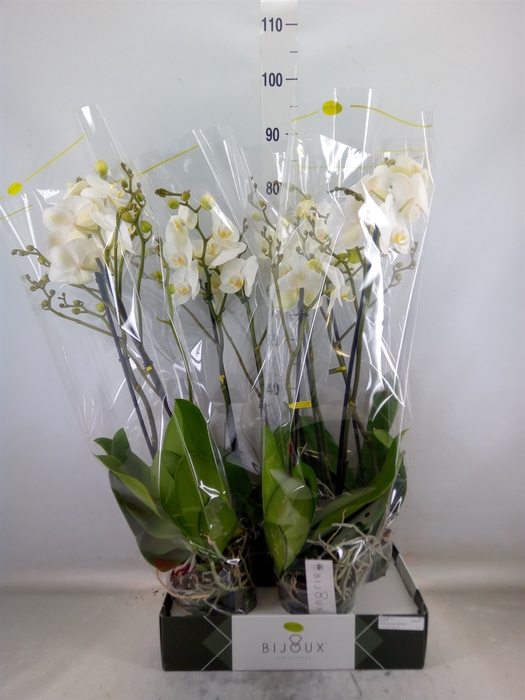 <h4>Phalaenopsis   ...white</h4>