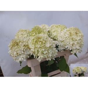HORT PANICULATA LIMELIGHT
