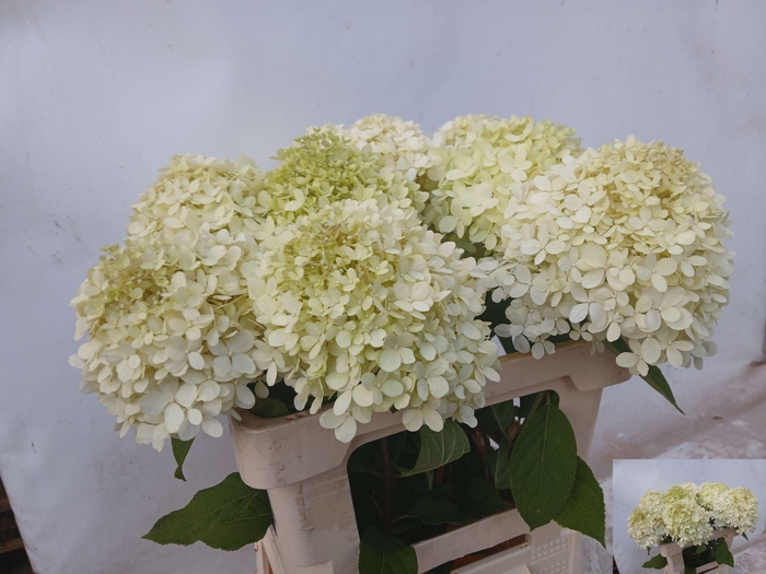 <h4>HORT PANICULATA LIMELIGHT</h4>