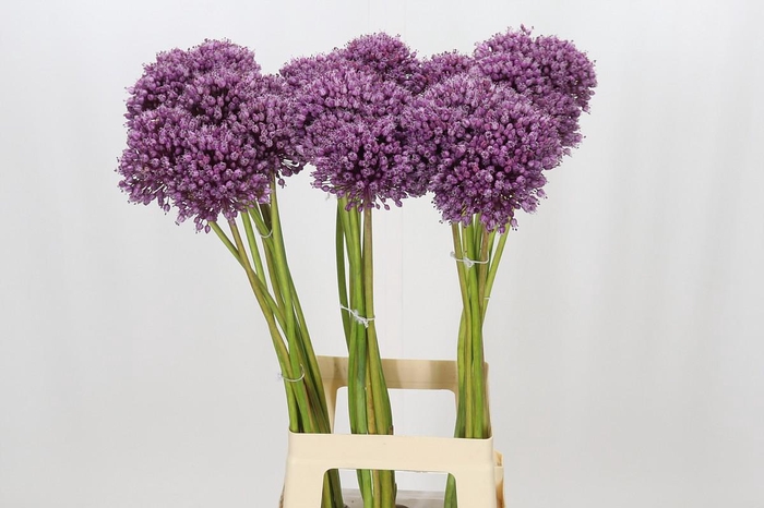 <h4>Allium Jasmine</h4>