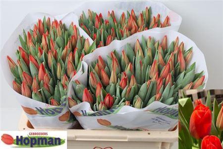 <h4>Tu En Red Soldier</h4>