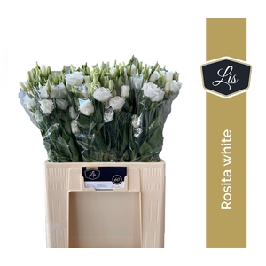 LIS G ROSITA WHITE EUS G ROSI  WHIT