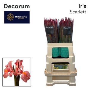 Iris Scarlett Decorum