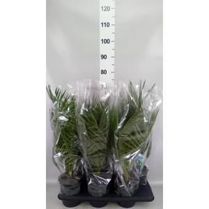 Phoenix canariensis
