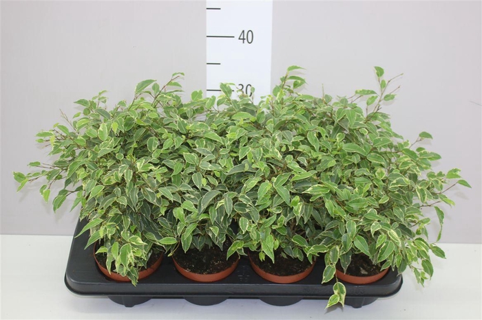 <h4>Ficus Kinky</h4>