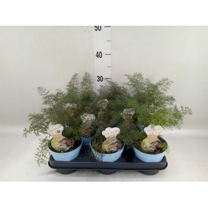 Foeniculum vulgare   ...