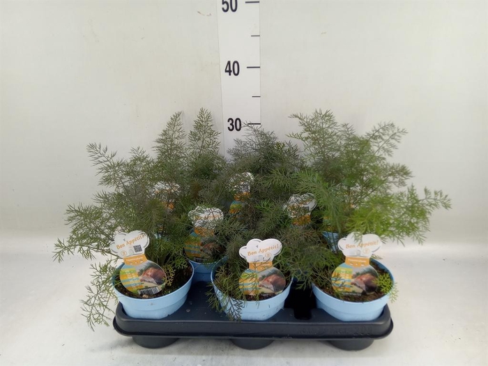 <h4>Foeniculum vulgare   ...</h4>