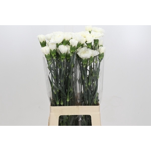 Dianthus St Moonlight