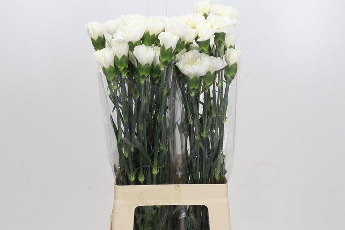 <h4>Dianthus St Moonlight</h4>