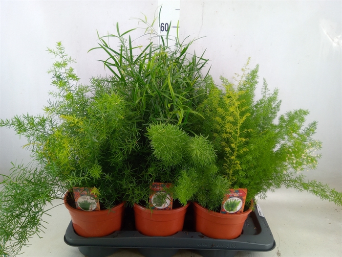 <h4>Asparagus   ...mix 3</h4>
