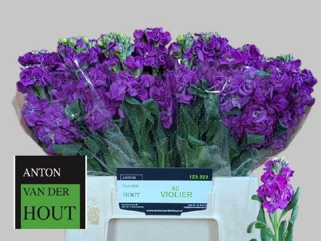 <h4>VIOLIER IRON PURPLE ZWARTE EMMER</h4>