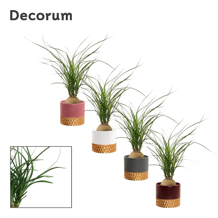 Beaucarnea Bol 9 cm in Frederique (Rich love-collection)