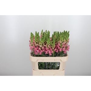 Antirrhinum Po Pink