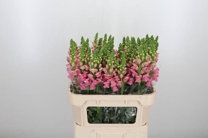<h4>Antirrhinum Po Pink</h4>