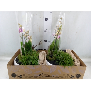 Arr.  Phalaenopsis H%