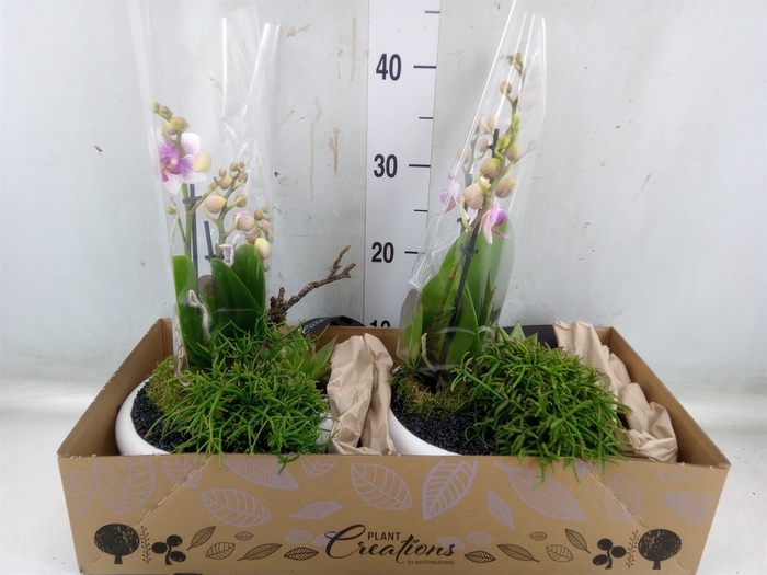<h4>Arr.  Phalaenopsis H%</h4>