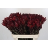 Leucadendron Saf Sunset Dark R.