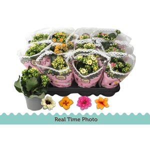 KAL GE GEM TWEEKL BL