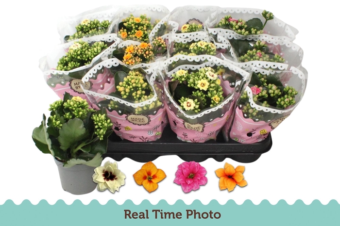 <h4>KAL GE GEM TWEEKL BL</h4>