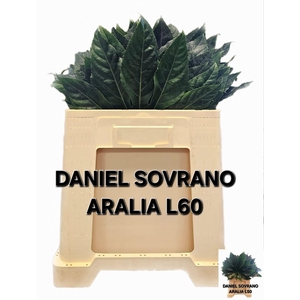 FATSIA JAPONICA BLAD