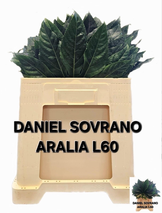 <h4>FATSIA JAPONICA BLAD</h4>