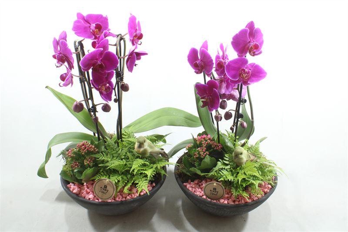 <h4>4990 X2 ROZE CASCADE</h4>