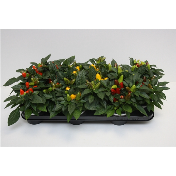 <h4>Capsicum Sombrero Samba gemengd</h4>