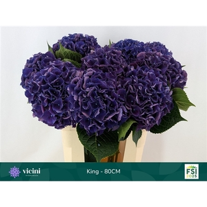 Hydr King 80 cm Vicini
