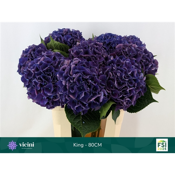 <h4>Hydr King 80 cm Vicini</h4>