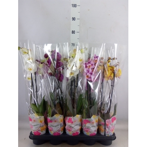Phalaenopsis   ...mix  5