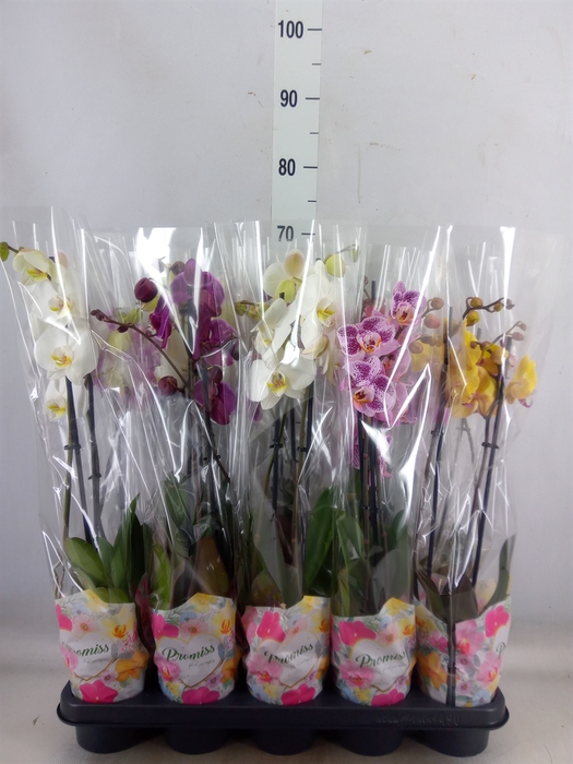 <h4>Phalaenopsis   ...mix  5</h4>