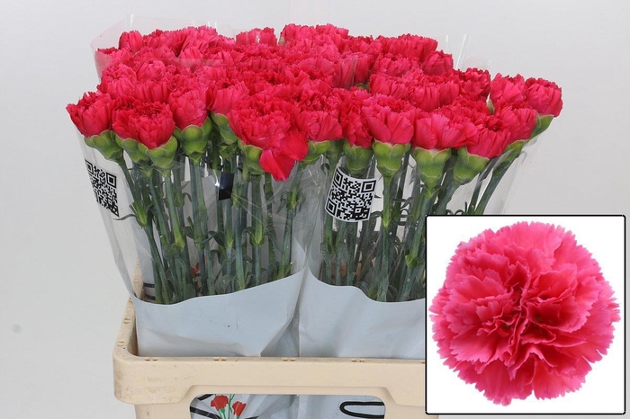 <h4>DI ST BIZET</h4>