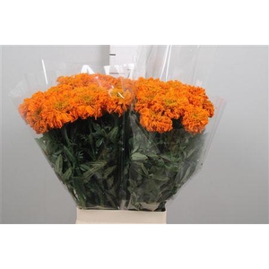 Tag E Promise Orange