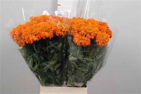 <h4>Tag E Promise Orange</h4>