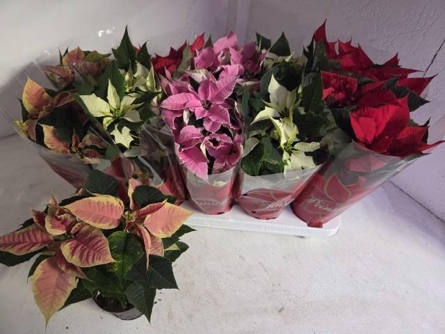 <h4>EUPHOR P GEM 4KL</h4>