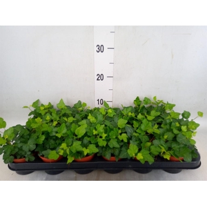 Hedera helix 'Wonder'