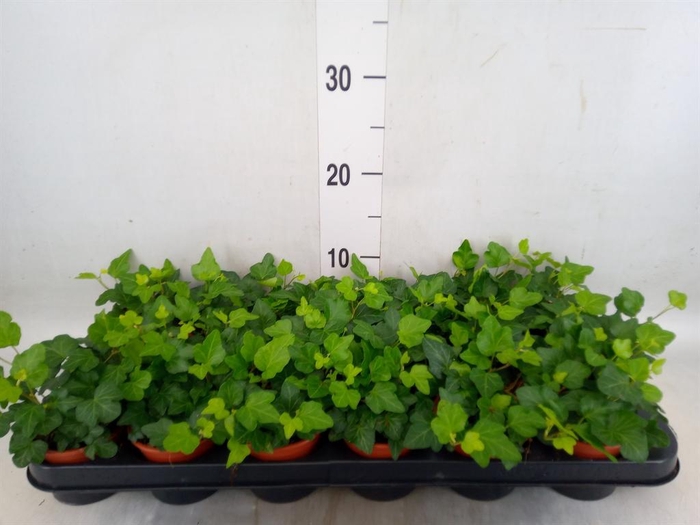 <h4>Hedera helix 'Wonder'</h4>