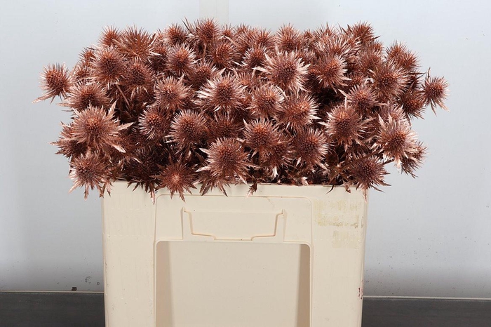 <h4>Eryn Ov Klb Koper</h4>